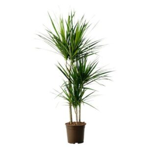ΔΡΑΚΑΙΝΑ ΜΑΡΤΖΙΝΑΤΑ 3ΠΛΟ ΦΥΤΟ 110-120cm  Dracaena sp. Martzinata