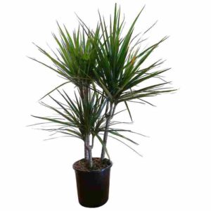 ΔΡΑΚΑΙΝΑ ΜΑΡΤΖΙΝΑΤΑ 3ΠΛΟ ΦΥΤΟ 140-150cm  Dracaena sp. Martzinata
