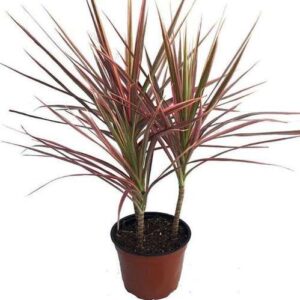 ΔΡΑΚΑΙΝΑ ΜΑΡΤΖΙΝΑΤΑ ΔΙΧΡΩΜΗ 2ΠΛΟ ΦΥΤΟ 80-85cm  Dracaena sp. Martzinata Bicolor