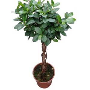 ΦΙΚΟΣ ΜΟΝΚΛΕΙΜ ΔΕΝΤΡΟ ΠΛΕΚΤΟ 100-110cm / Ficus sp. Monclame