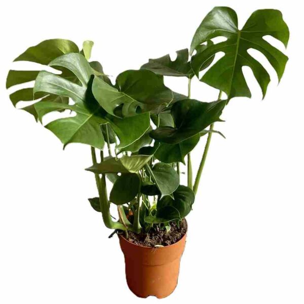 ΜΟΝΣΤΕΡΑ ΝΤΕΛΙΤΣΙΟΖΑ 80-85cm Monstera sp. Deliciosa
