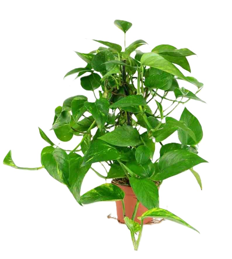 Πόθος αναρριχώμενος ή κρεμαστος