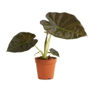 ΑΛΟΚΑΣΙΑ ΡΙΓΚΑΛ ΣΙΛΝΤ 25-30cm  Alocasia sp. Regal Shield