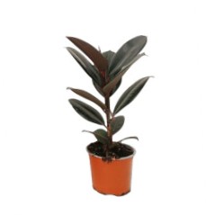 ΦΙΚΟΣ ΡΟΜΠΟΥΣΤΑ 40-45cm / Ficus sp. Robusta