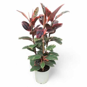 ΦΙΚΟΣ ΡΟΥΜΠΙ 3ΠΛΟ 120-130cm /  Ficus sp. Ruby
