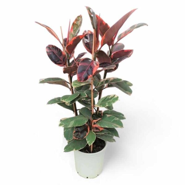 ΦΙΚΟΣ ΡΟΥΜΠΙ 3ΠΛΟ 120-130cm /  Ficus sp. Ruby