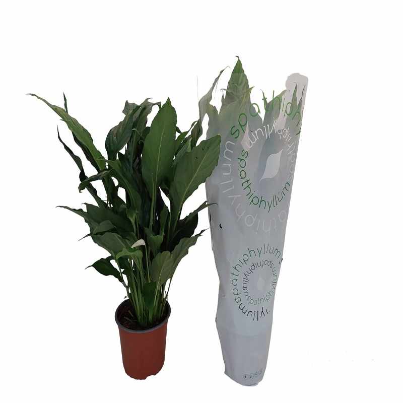 Στο κρινο της ειρήνης,Διατηρούμε το χώμα υγρό και ποτίζουμε όταν τα πρώτα 4-5 εκατοστά της επιφάνειας στεγνώσουν. Το πολύ νερό μπορεί να βλάψει το ριζικό σύστημα.