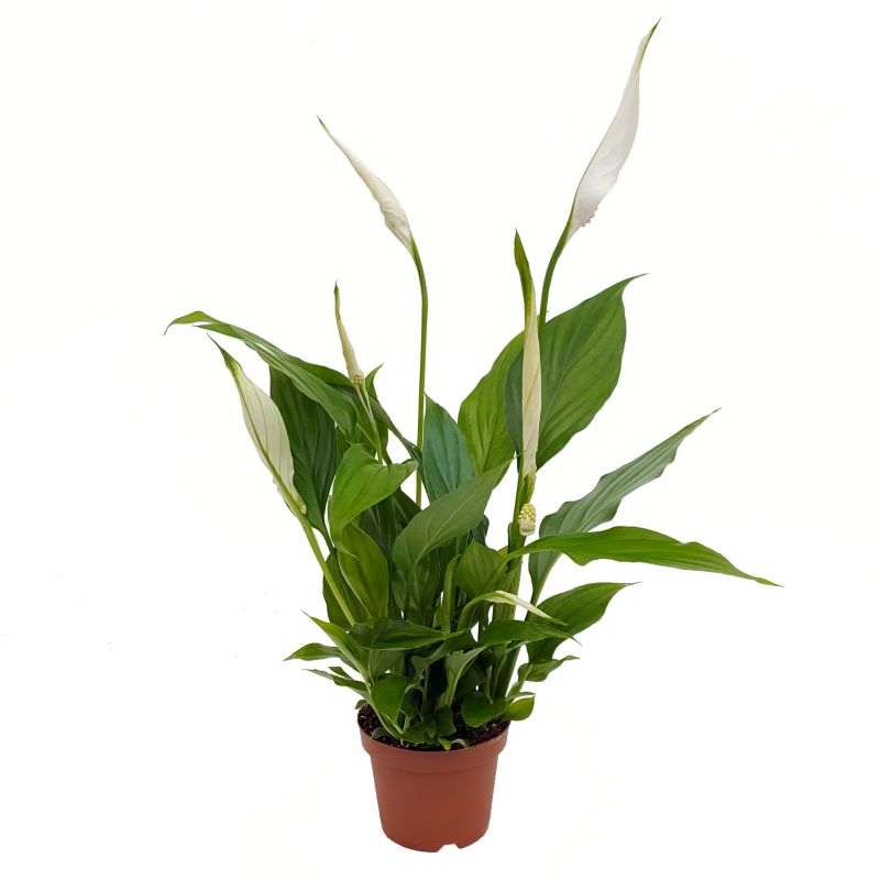 Από τα ξεχωριστά ανθοφόρα φυτά εσωτερικού χώρου σπαθίφυλλο