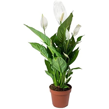 Σπαθίφυλλο Peace Lilly 100-105cm