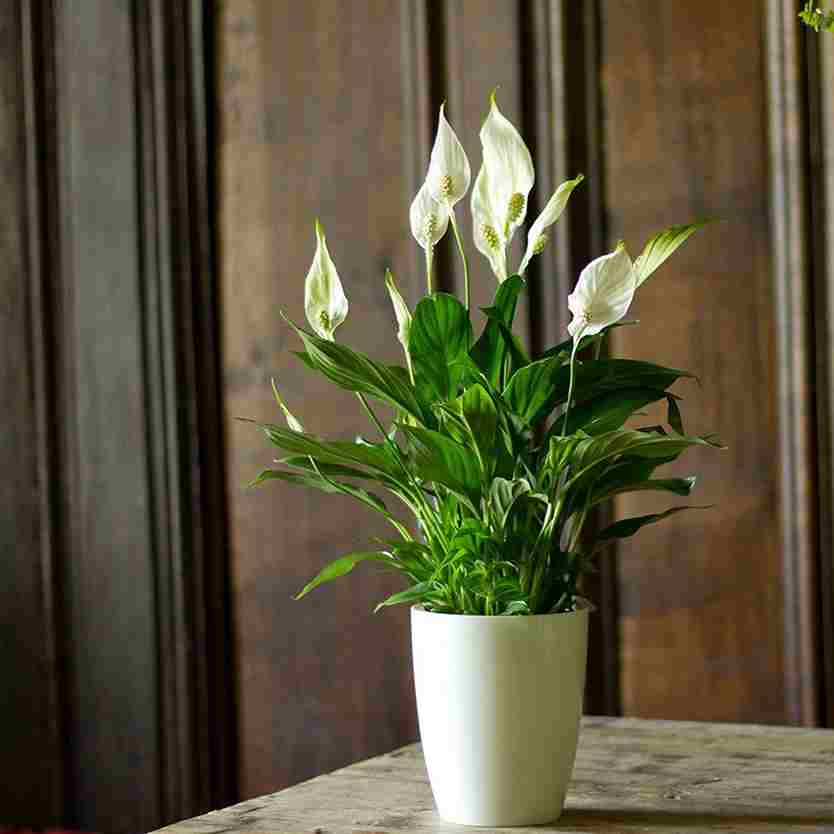 Σπαθίφυλλο 45-50cm (Spathiphyllum sp. Peace Lilly) - Image 3
