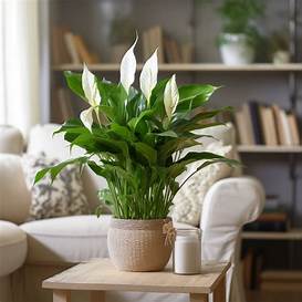 Σπαθίφυλλο 45-50cm (Spathiphyllum sp. Peace Lilly) - Image 2