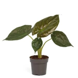 ΑΛΟΚΑΣΙΑ ΓΟΥΕΝΤΙ 35-40cm / Alocasia sp. Wentii