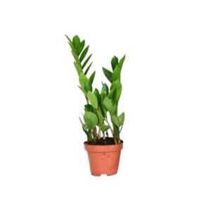 ΖΑΜΙΟΚΟΥΛΚΑΣ 40-45cm / Zamioculcas Zamiifolia