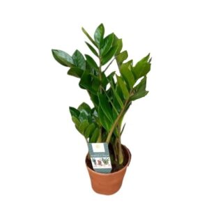 ΖΑΜΙΟΚΟΥΛΚΑΣ 50-55cm / Zamioculcas Zamiifolia