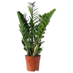 ΖΑΜΙΟΚΟΥΛΚΑΣ 100-105cm / Zamioculcas Zamiifolia