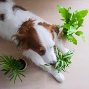 Plant parenting.Trend της μοντέρνας εποχής ή ανθρώπινη ανάγκη για σύνδεση?-3
