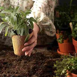 Plant parenting.Trend της μοντέρνας εποχής ή ανθρώπινη ανάγκη για σύνδεση?-5