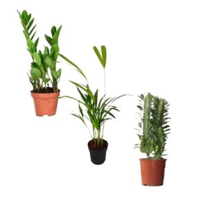 Combo Green Set 3 τεμαχίων ΑΡΕΚΑ ΕΥΦΟΡΒΙΑ ΚΑΙ ΖΑΜΙΑ